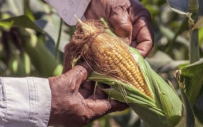 SENADO DE LA REPÙBLICA APRUEBA PROHIBICIÒ AL CULTIVO  DE MAÍZ TRANSGÉNICO; EL PAN VOTO EN CONTRA